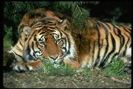 Rubrique Animaux
